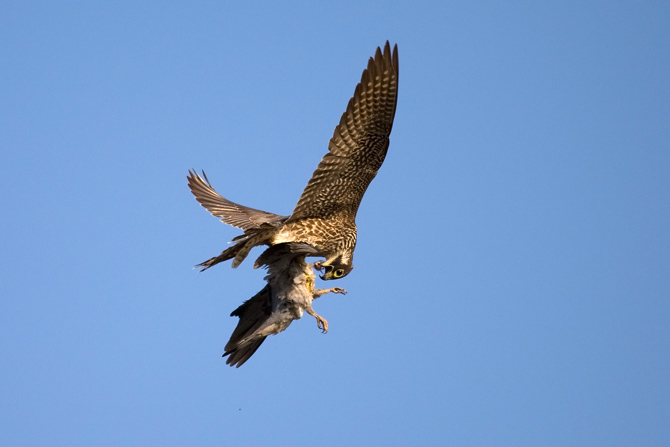 Falcó mostatxut, alcotán (Falco subbuteo)