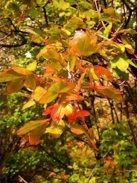 Auró negre (Acer monspessulanum)