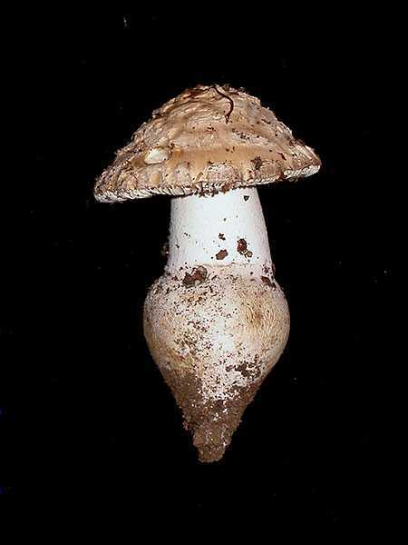 Amanita strobiliformis  (Paulet) Bertillon (=A. solitaria)
