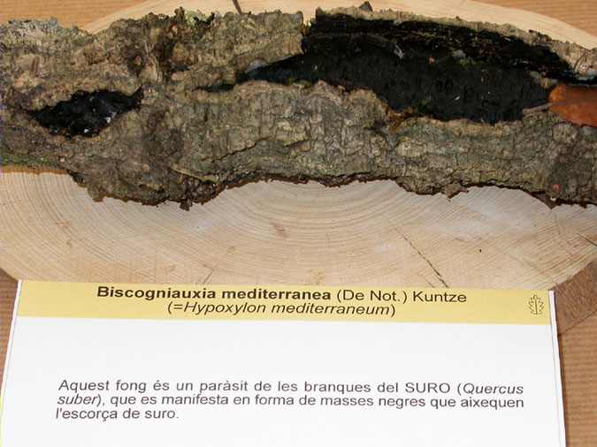 Biscogniauxia mediterranea var. mediterranea (De Not.) Kuntze (= Hypoxylon mediterraneum)