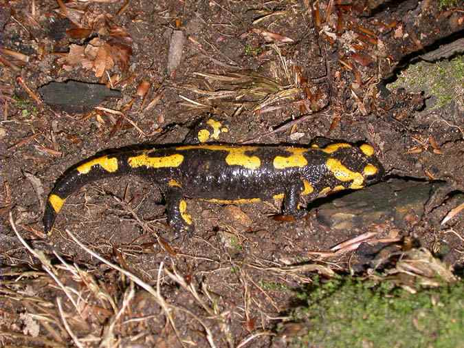 Salamandra comuna (Salamandra salamandra)