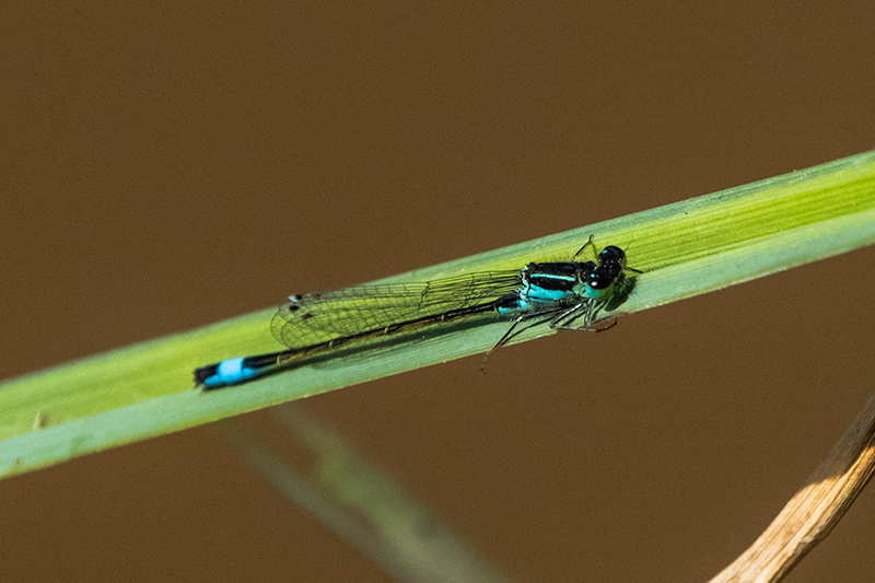 Damisel-la cua-blava. Ischnura-elegans