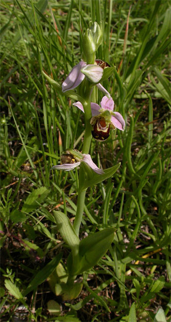 Mosques d'ase, flor d'abella (Ophrys apifera) 2/2