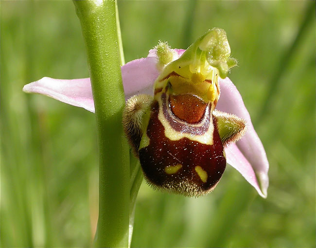 Mosques d'ase, flor d'abella (Ophrys apifera) 1/2