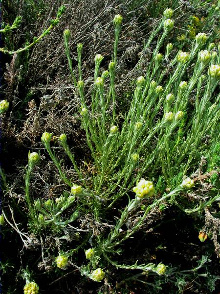 Sempreviva borda ( Helichrysum stoechas)