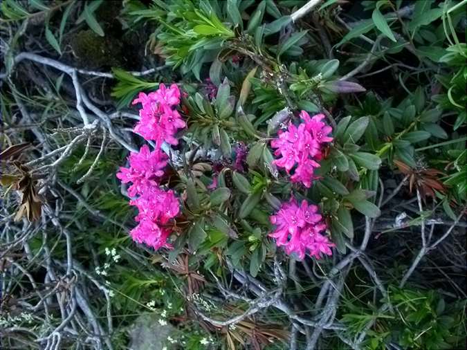 Neret (Rhododendron ferrugineum)