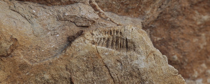 Trilobite,  vista ventral