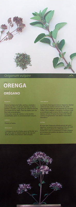 Cartell: Orenga (Origanum vulgare)