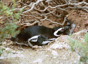 Pingüinos magallanicos (Spheniscus magellanicus)