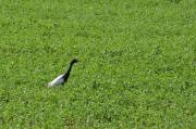 Esplugabous (Bulbucus ibis)  1de2