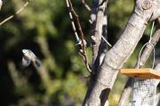 Mallarenga blava  (Parus caeruleus)