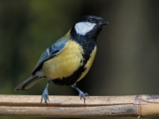 Ocells de La Garrotxa: Mallerenga Carbonera