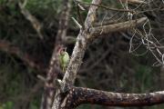 Picot verd(Picus viridis)