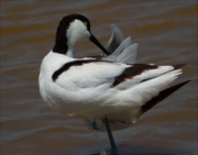 Bec d'alena ( Recurvirostra avosetta) 2/3