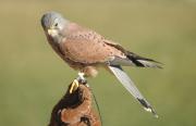 xoriguer comú (Falco tinnunculus)