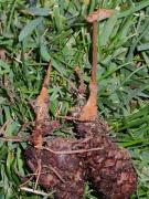 Hydne cure-oreille (Auriscalpium vulgare)