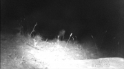 Fotoparany al Montsec: Cabirol femella bevent de nit