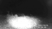 Fotoparany al Montsec: Punta de la cua d'una Geneta de nit