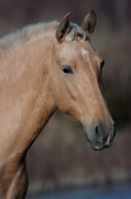 Cavall del Canyissar