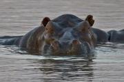 HIPOPOTAMO COMUN  (Hippopotamus amphibius)