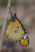 Mariposa tigre hembra