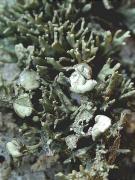 Ramalina breviuscula (=Ramalina mediterranea)