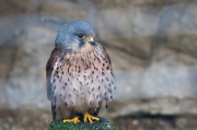 Xoriguer comú o xoriguer gros (Falco tinnunculus)