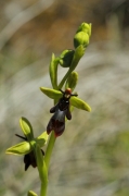 Orquídia Abellera mosquera (Ophrys insectifera)