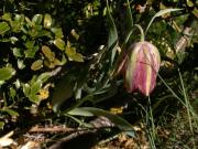 Fritil·lària (Fritillaria nigra = Fritillaria pyrenaica = Fritillaria lusitanica) 1/2