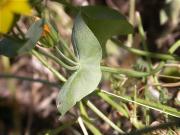 Centaura groga (Blackstonia perfoliata), detall fulles soldades i tija.