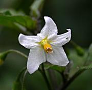 Morella (Solanum nigrum L. subsp. nigrum)