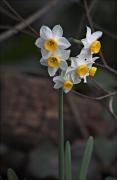 Nadala. Narcissus tazetta