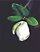 Abriendo a la vida. magnolia