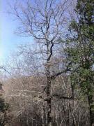 Roure de fulla gran (Quercus petrae)