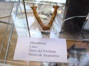 mandíbula de lince, Sima del Elefante, Atapuerca