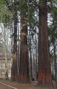 Sequoia roja (Sequoia sempervirens) 2de2