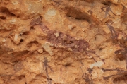 Detall d'un cèrvid, ferit  per les fletxes i sagnant pel ventre en la cacera