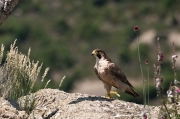 Falcó peregrí (Falco peregrinus). Famella
