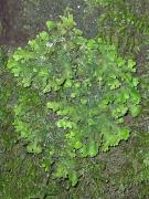 Lobaria virens (With.) J. R. Laundon