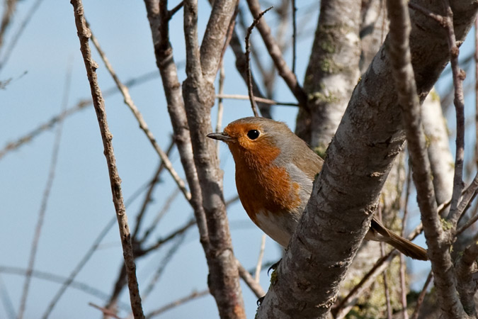 Pit roig (Erithacus rubecola)