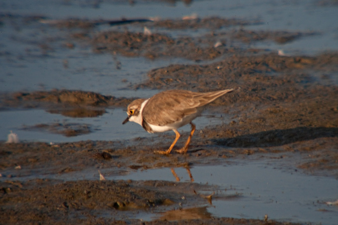 Corriol petit (Charadrius dubius)