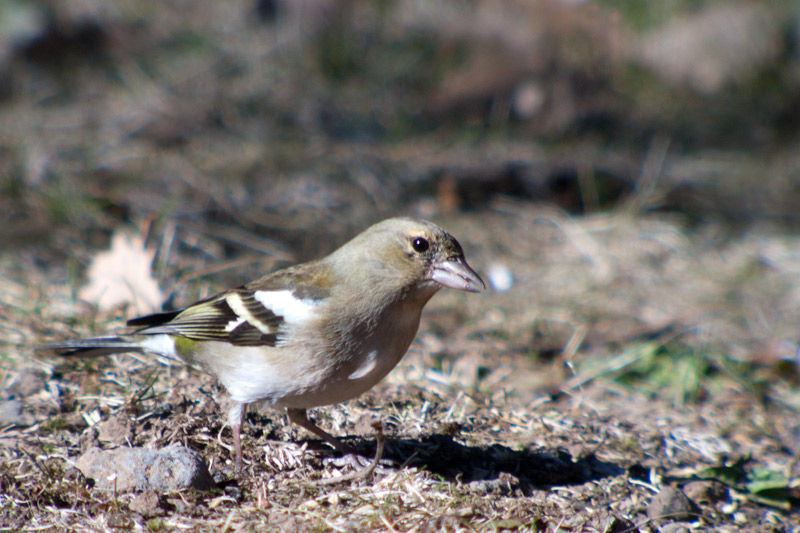 Pinsà comú (Fringilla coelebs) Femella