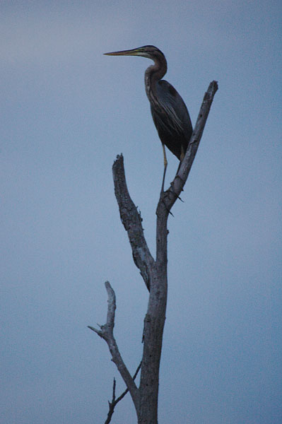 Agró roig. Garza imperial (Ardea purpurea)