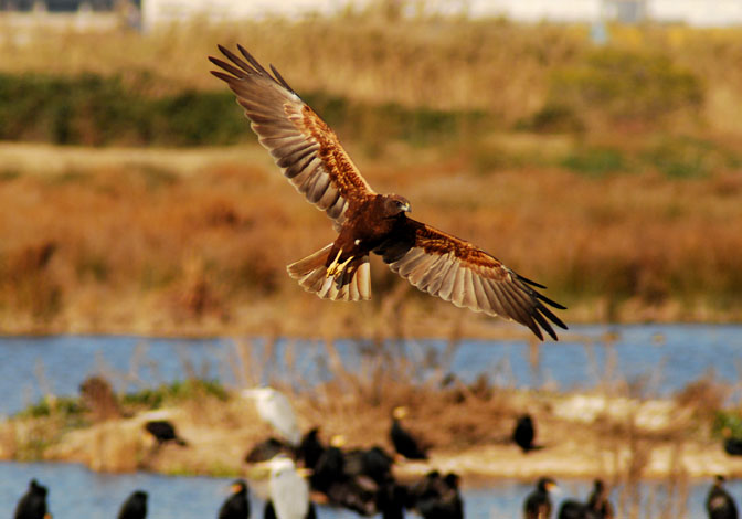 Aguilucho Lagunero (circus aeruginosus)