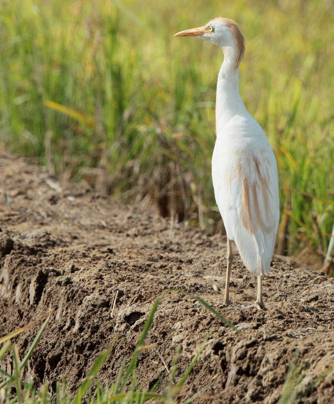 Esplugabous (Bubulcus ibis)