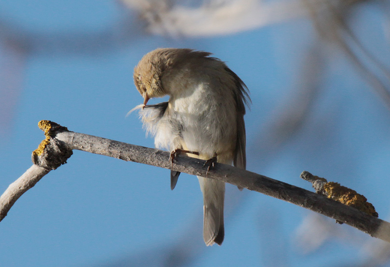 Mosquiter comú (Phylloscopus collybita)