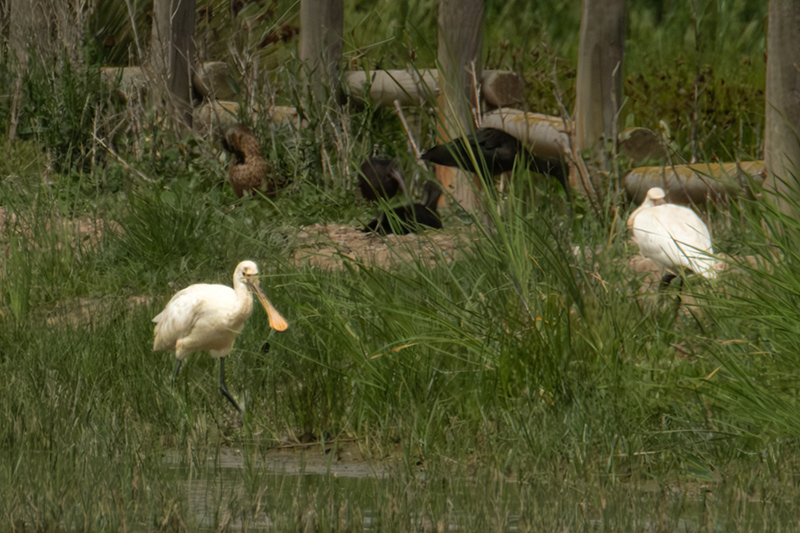 Bec Planer (Platalea leucorodia)