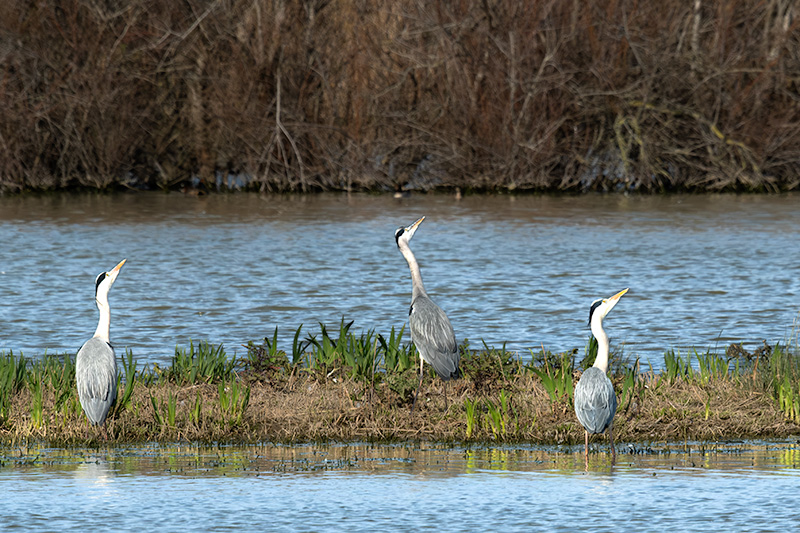 Bernat pescaire ( Ardea cinerea )