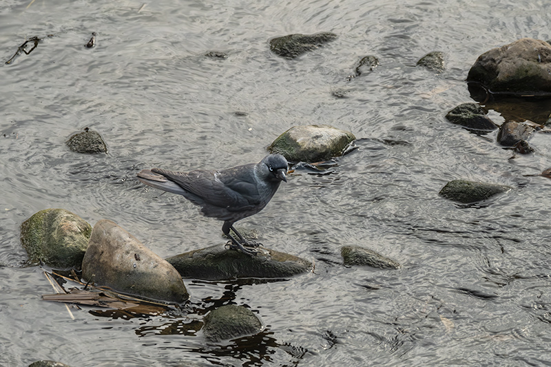 Gralla (Corvus monedula)