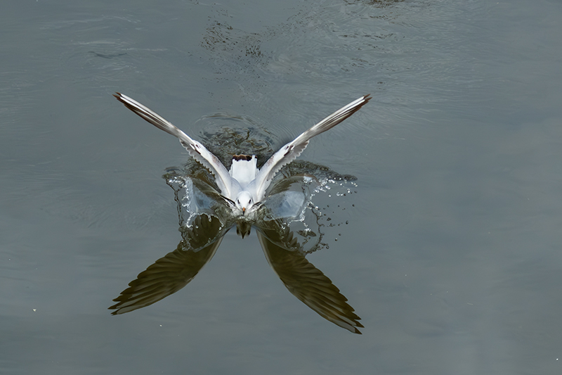 Gavina vulgar (Larus ridibundus)